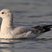 Ring-billed Gull